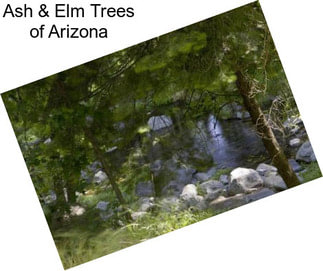 Ash & Elm Trees of Arizona