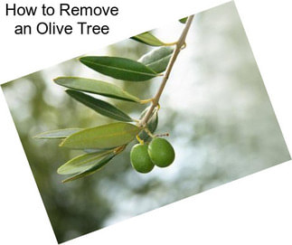 How to Remove an Olive Tree