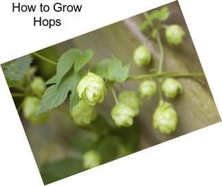 How to Grow Hops