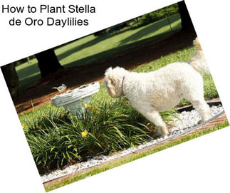 How to Plant Stella de Oro Daylilies