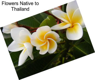 Flowers Native to Thailand