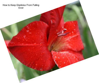 How to Keep Gladiolus From Falling Over