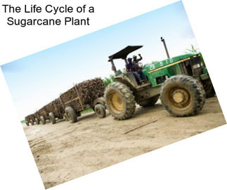 The Life Cycle of a Sugarcane Plant