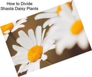 How to Divide Shasta Daisy Plants
