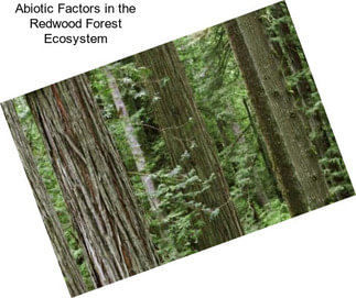 Abiotic Factors in the Redwood Forest Ecosystem
