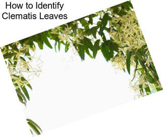 How to Identify Clematis Leaves