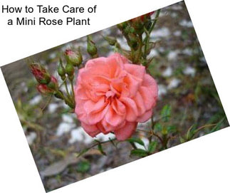 How to Take Care of a Mini Rose Plant