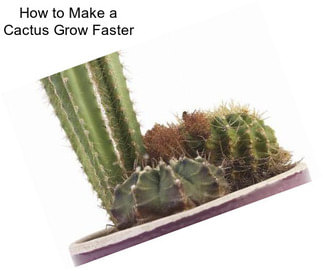 How to Make a Cactus Grow Faster