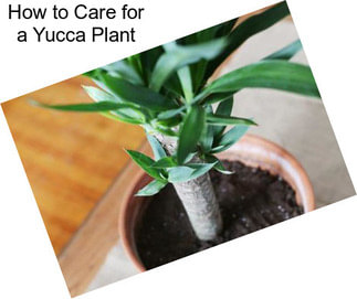 How to Care for a Yucca Plant