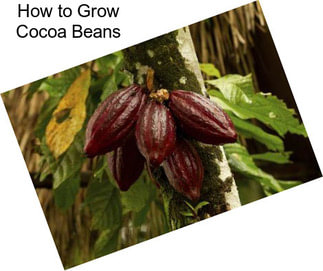 How to Grow Cocoa Beans
