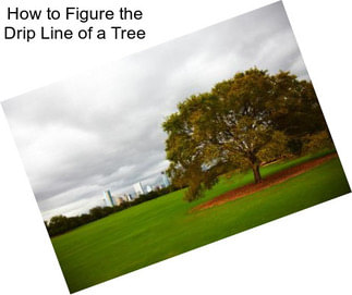 How to Figure the Drip Line of a Tree