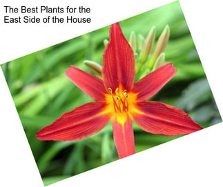 The Best Plants for the East Side of the House