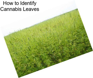 How to Identify Cannabis Leaves