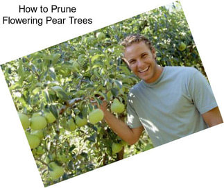How to Prune Flowering Pear Trees