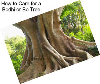 How to Care for a Bodhi or Bo Tree
