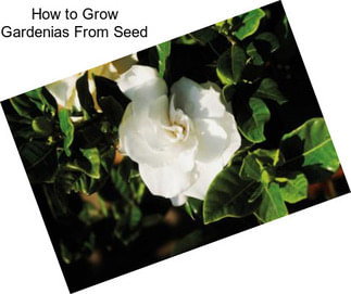 How to Grow Gardenias From Seed