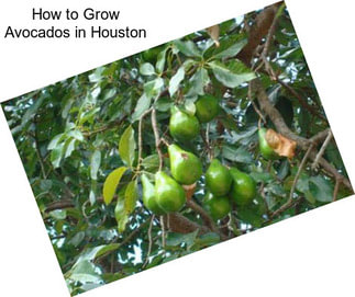 How to Grow Avocados in Houston