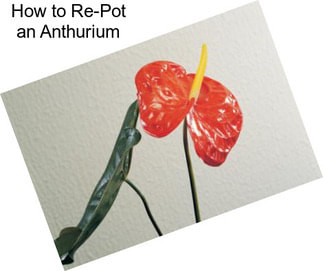 How to Re-Pot an Anthurium
