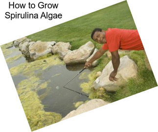 How to Grow Spirulina Algae