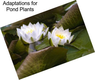Adaptations for Pond Plants