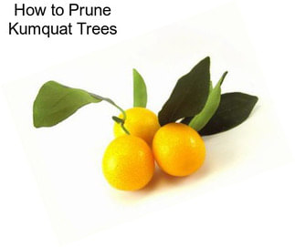 How to Prune Kumquat Trees