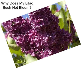 Why Does My Lilac Bush Not Bloom?