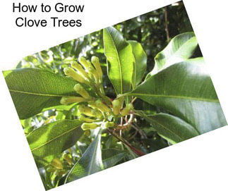 How to Grow Clove Trees