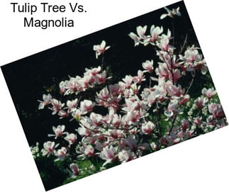 Tulip Tree Vs. Magnolia