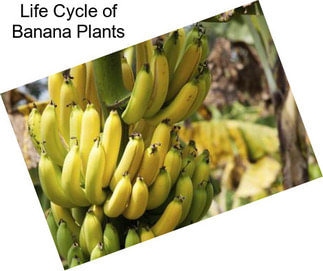 Life Cycle of Banana Plants