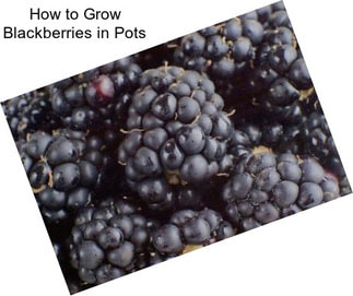 How to Grow Blackberries in Pots