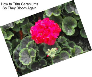 How to Trim Geraniums So They Bloom Again