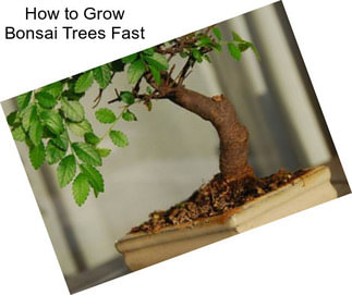 How to Grow Bonsai Trees Fast