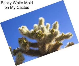 Sticky White Mold on My Cactus