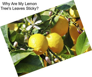 Why Are My Lemon Tree\'s Leaves Sticky?