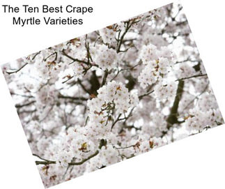 The Ten Best Crape Myrtle Varieties