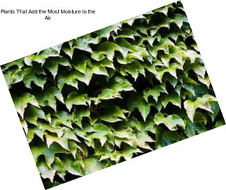 Plants That Add the Most Moisture to the Air