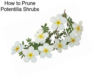 How to Prune Potentilla Shrubs