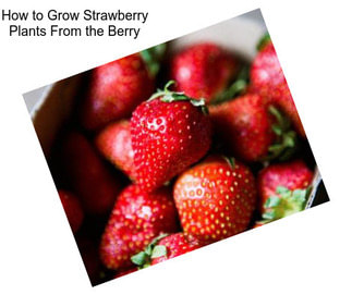 How to Grow Strawberry Plants From the Berry