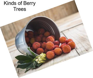 Kinds of Berry Trees