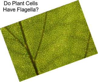 Do Plant Cells Have Flagella?