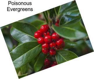 Poisonous Evergreens