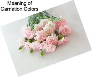 Meaning of Carnation Colors