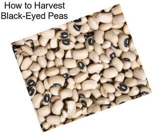 How to Harvest Black-Eyed Peas