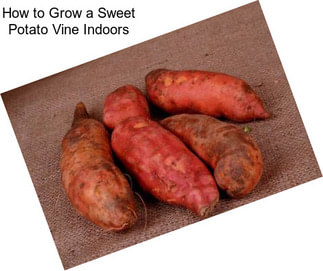 How to Grow a Sweet Potato Vine Indoors