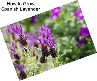 How to Grow Spanish Lavender