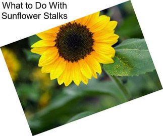 What to Do With Sunflower Stalks