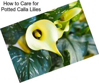 How to Care for Potted Calla Lilies