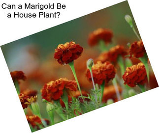 Can a Marigold Be a House Plant?