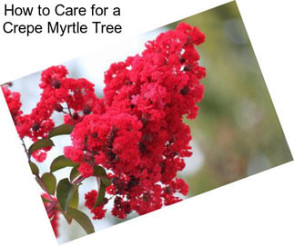 How to Care for a Crepe Myrtle Tree