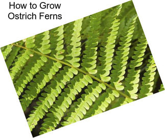 How to Grow Ostrich Ferns